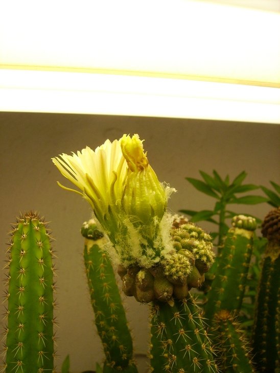PICT0071.JPG