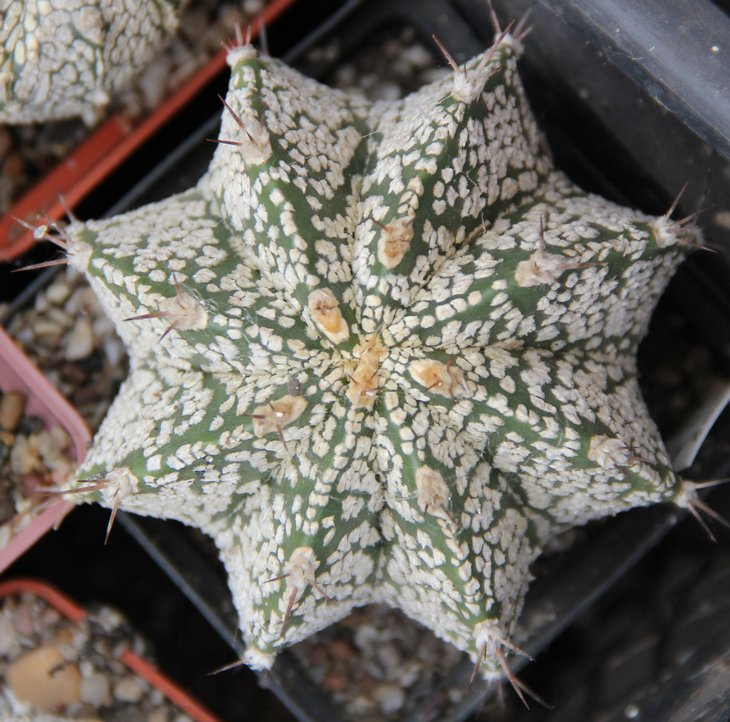 Astrophitum orn X SK