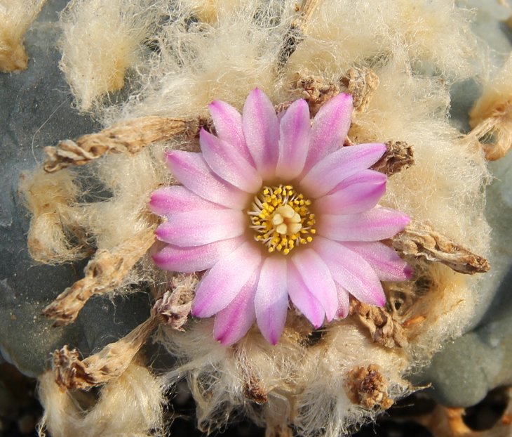 L.sp.jourdaniana