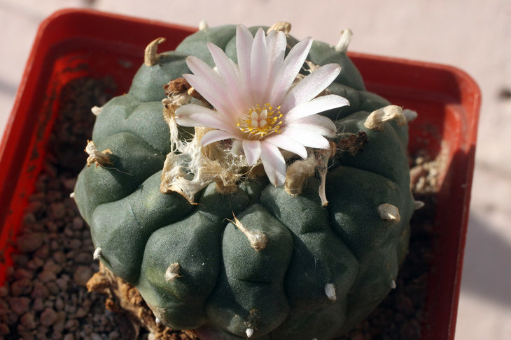 Lophophora williamsii, Jim Hogg, Texas