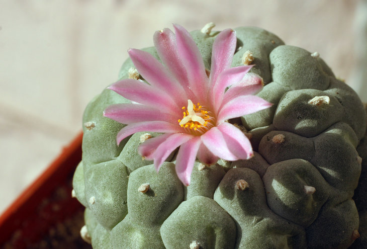 Lophophora fricii