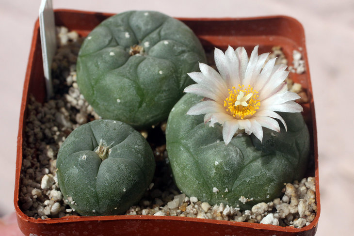 Lophophora koehresii MZ1199 San Francisco, SLP