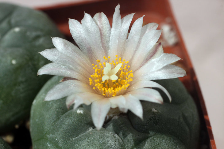 Lophophora koehresii MZ1199 San Francisco, SLP