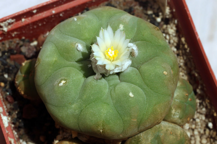 Lophophora diffusa