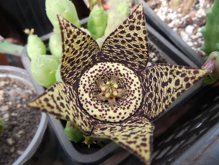 Stapelia discolor.JPG