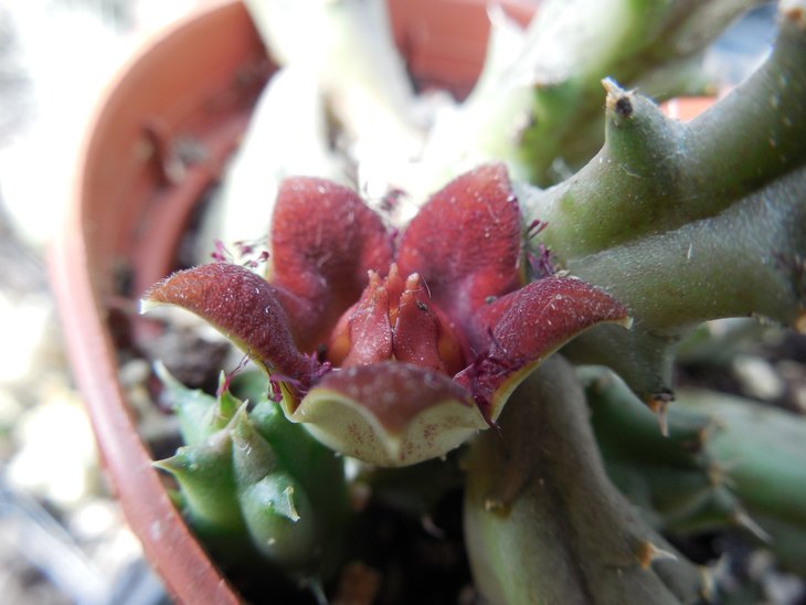 Huerniopsis decipiens_2а.jpg