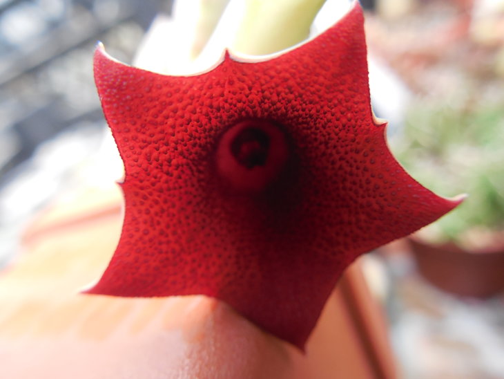 Huernia pendula_1.JPG
