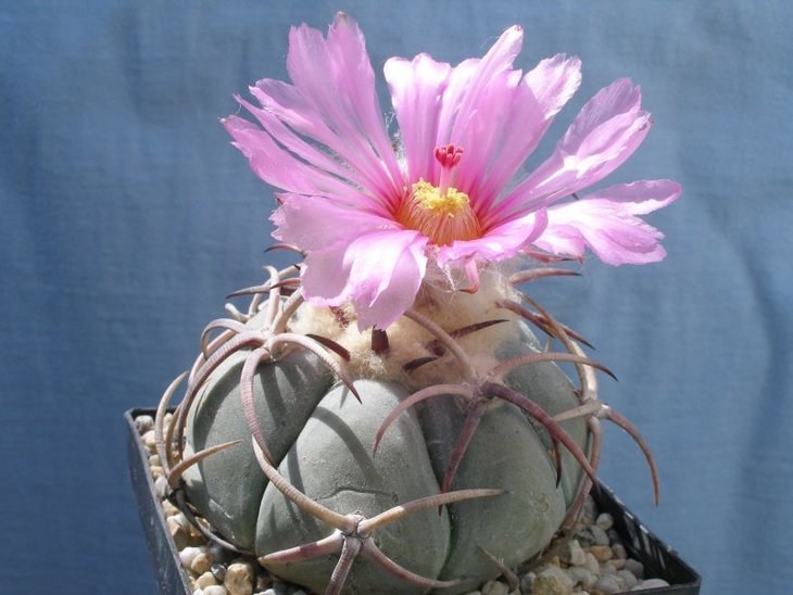 Echinocactus horizonthalonius, Big Bend N.P., Tx.jpg