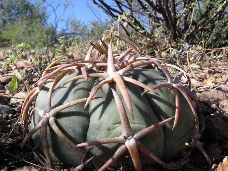 Echinocactus horizonthalonius, Las Delicias, Dur (1).jpg