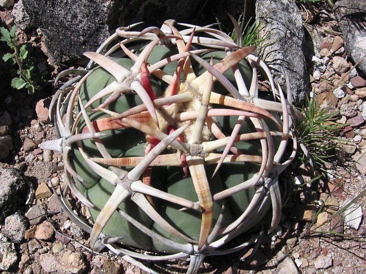 Echinocactus horizonthalonius, VZD 265, Buenos Aires, Dur. (1).jpg
