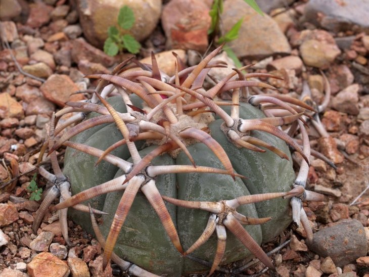 Echinocactus horizonthalonius, VZD 1195, San Antonio, Dur.jpg