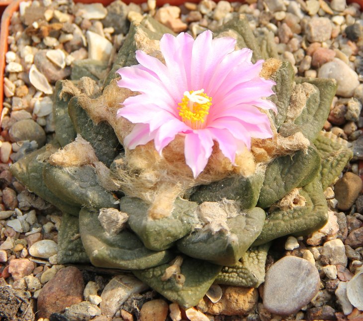 Ariocarpus fissuratus