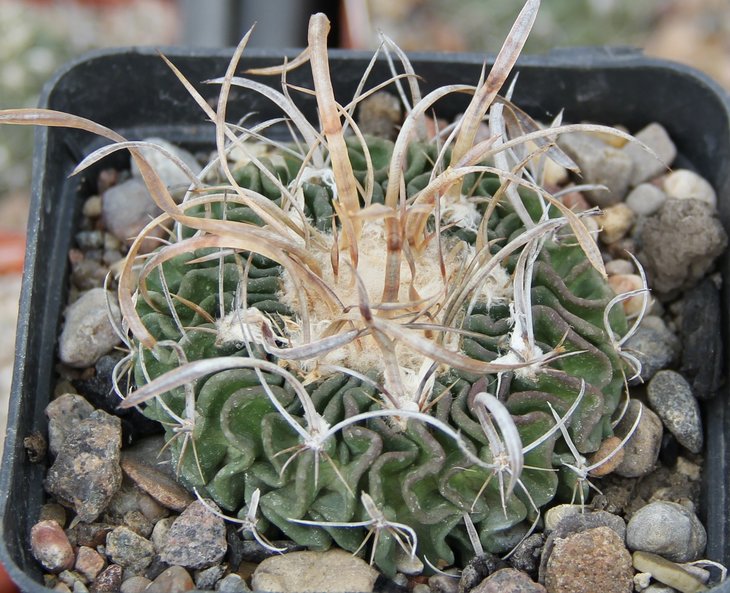 Echinofoffulocactus sp. aff.dichroacantus L1564 .