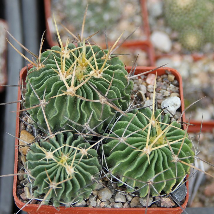 Echinofossulocactus anfractuosus Hualula Hid.   PILTZ7151