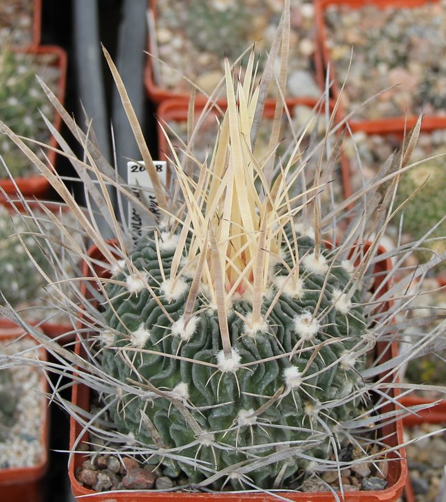 Echinofossulocactus erectocentrus A.Plapp