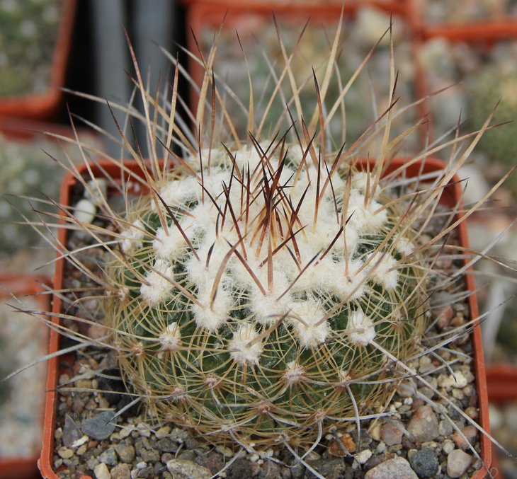 Echinofossulocactus ochoterenai KMR478A