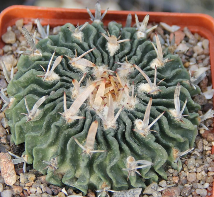 Echinofossulocactus pentacantus tulensis CSD064 Tula Tam.