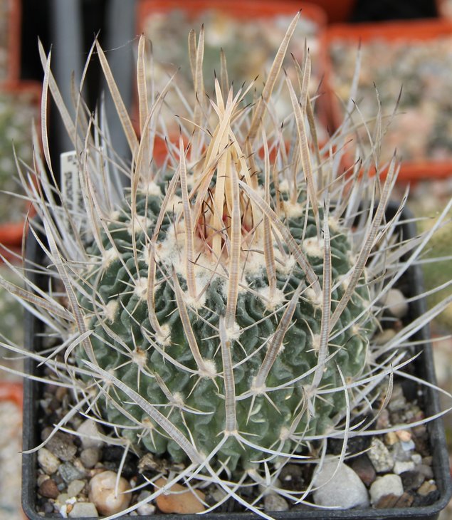 Echinofossulocactus phyllacantus grandicornis SB437