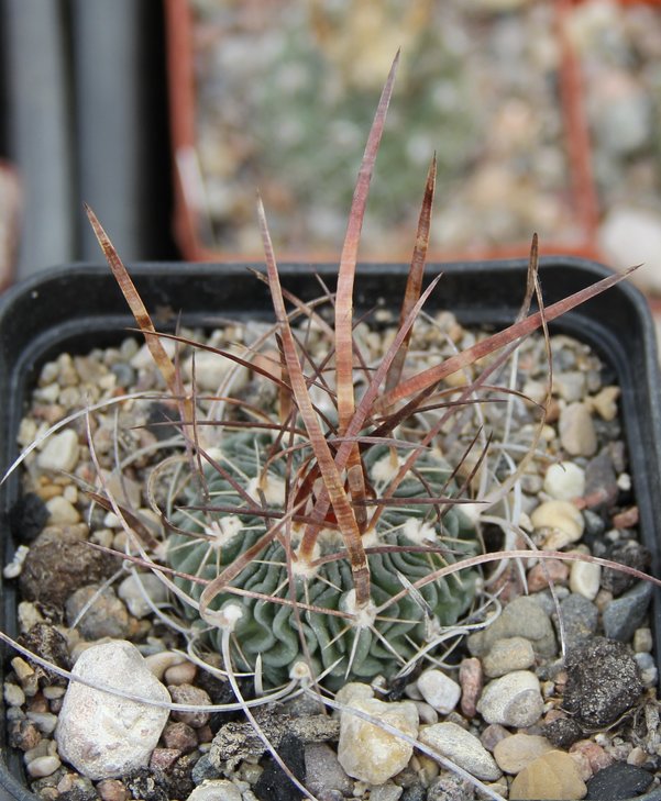 Echinofossulocactus sp.aff lloydii Salinas SLP   PILTZ