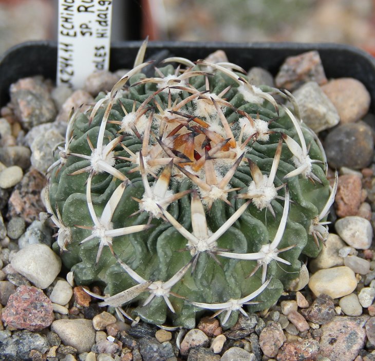 Echinofossulocactus sp.RUS073 Panales Hid.