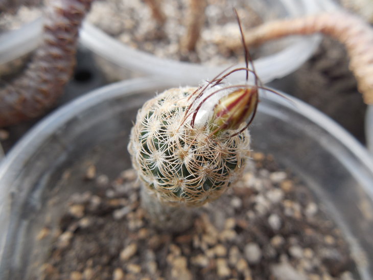 Turbinicarpus schmiedickeanus ssp. dickisoniae_1.JPG
