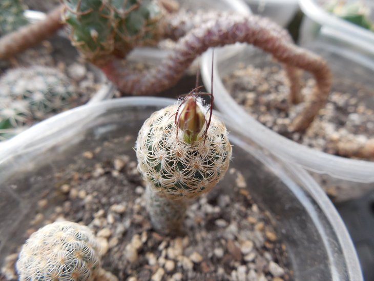 Turbinicarpus schmiedickeanus ssp. dickisoniae_2.JPG