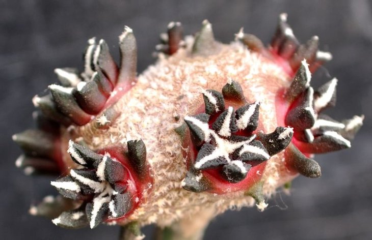Ariocarpus kotschoubeyanus