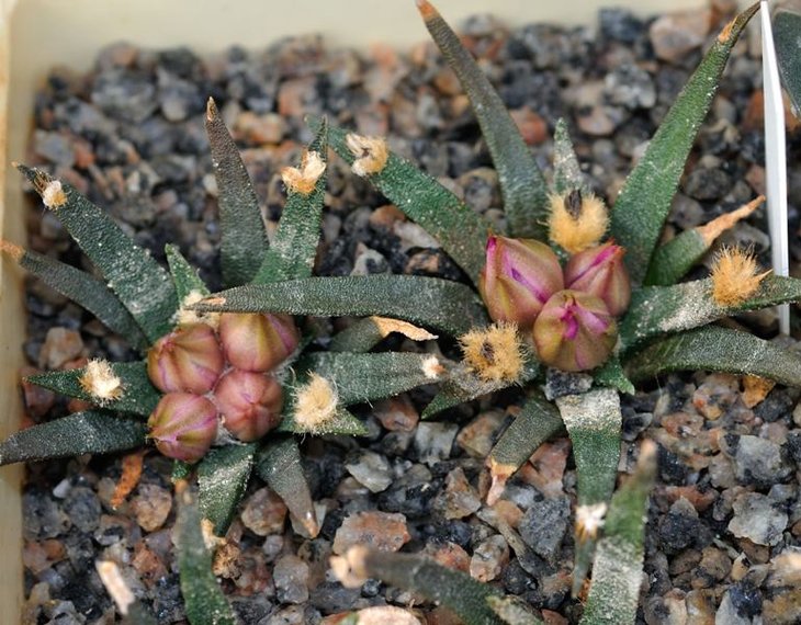 Neogomesia agavoides SB 370
