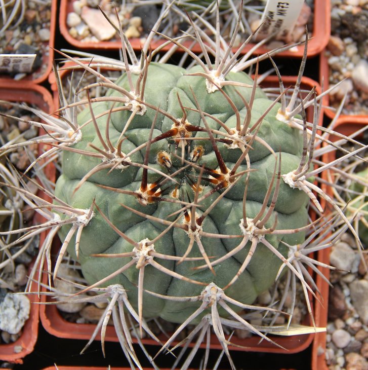 Gymnocalycium tillianum