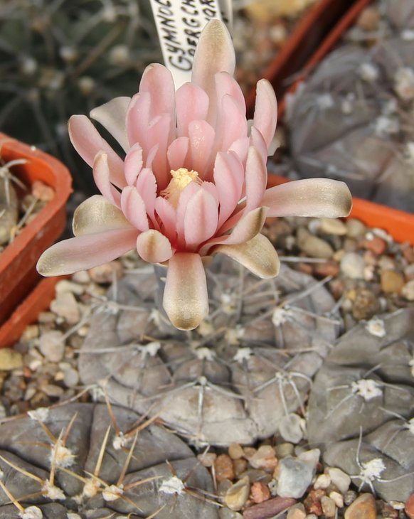 Gymnocalycium berchtii VS161