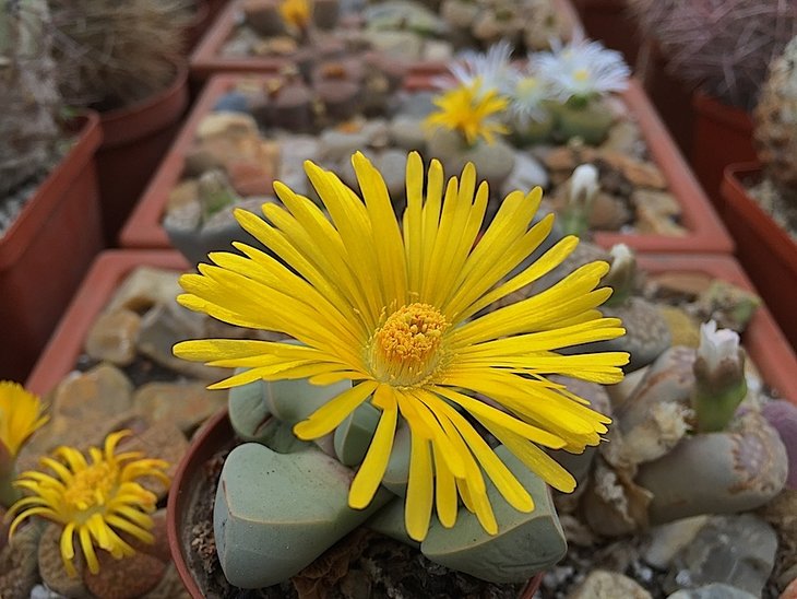 lapidaria margaretae