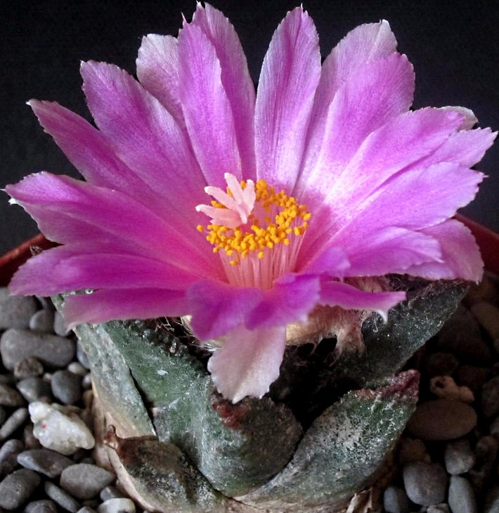 Ariocarpus bravoanus El Nunez. Slp.