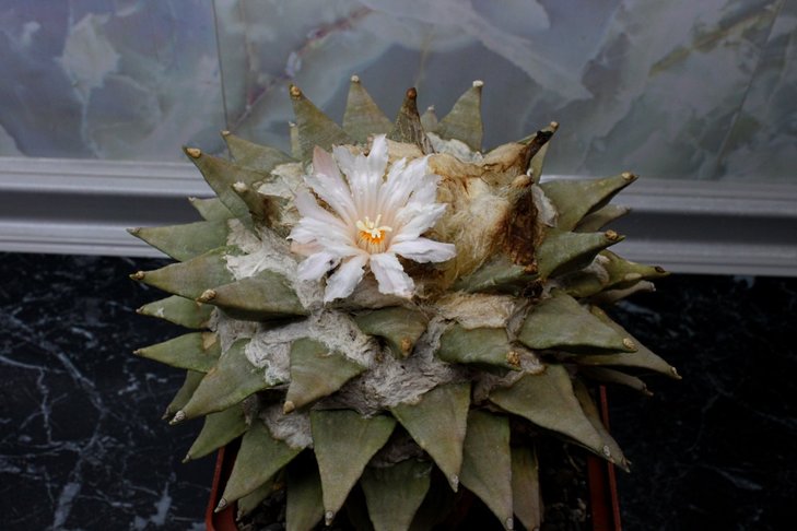Ariocarpus retusus