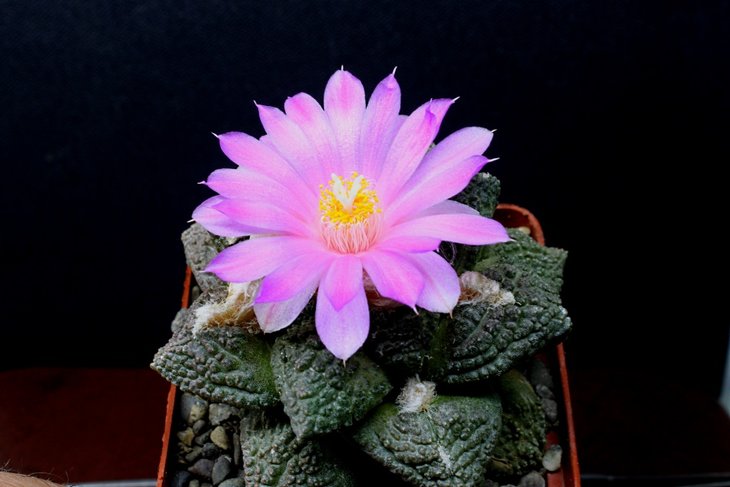 Arioicarpus 'Godzilla'