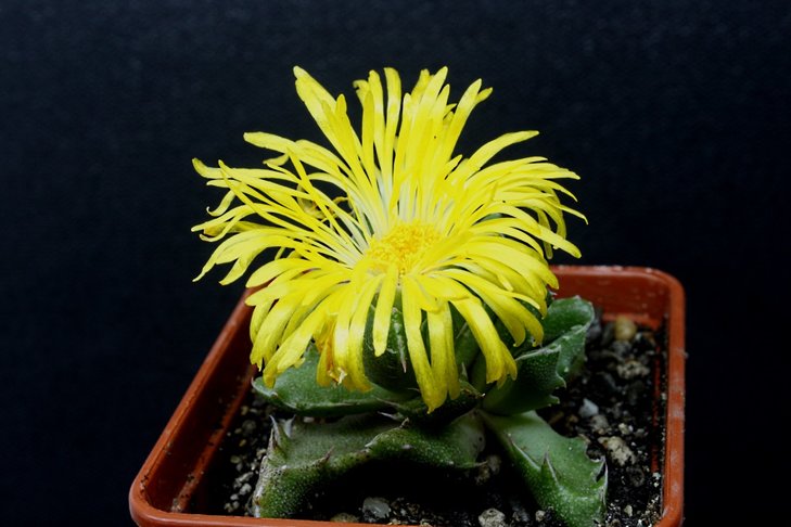 Faucaria felina GM210 Lake Mentz