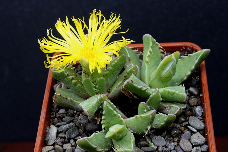 faucaria lupina 16