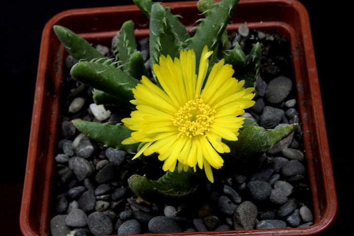 Faucaria, aff.longifolia, SV Addo
