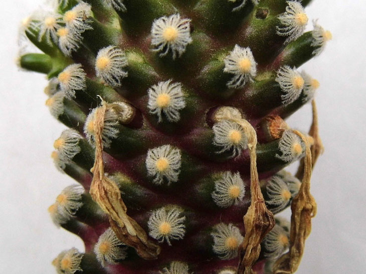 Mammillaria theresae
