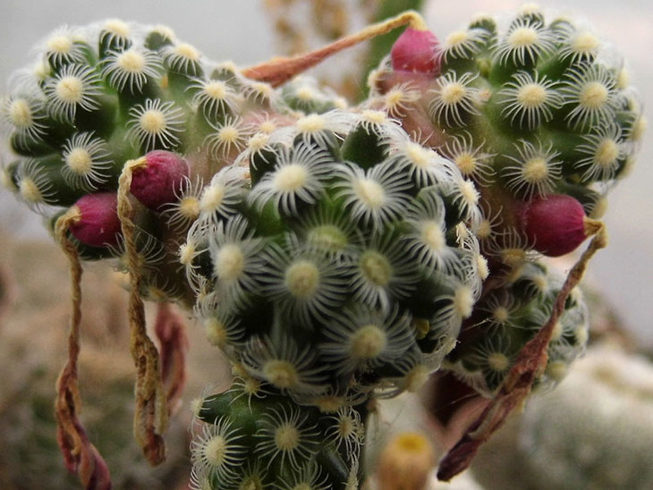 Mammillaria haudeana L 777