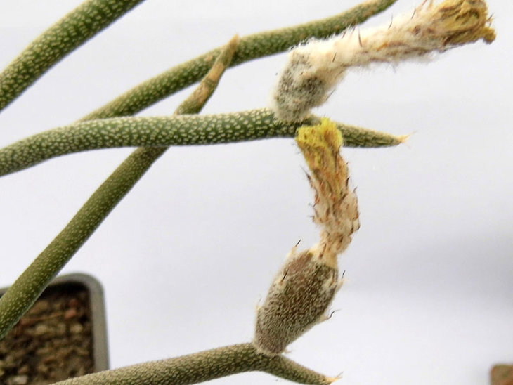 Digitostigma caput-medusae