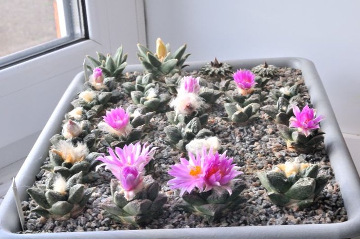 Ariocarpus fissuratus SB 413