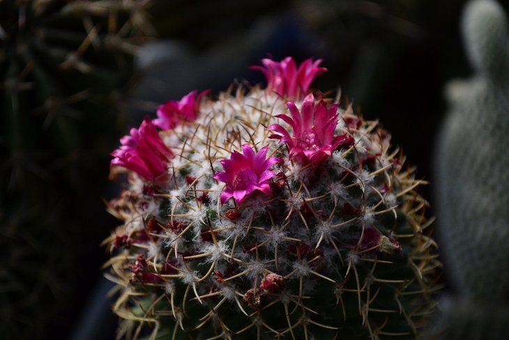 Mammillaria backebergiana.