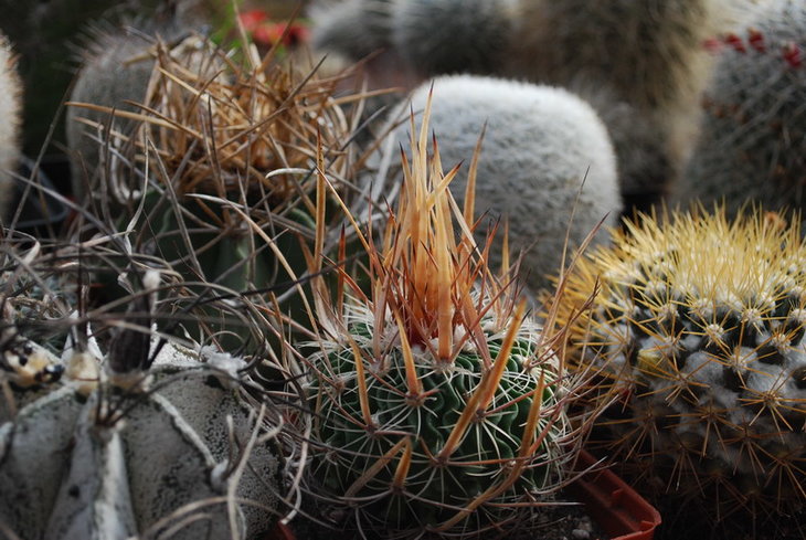 DSC_6546..jpg