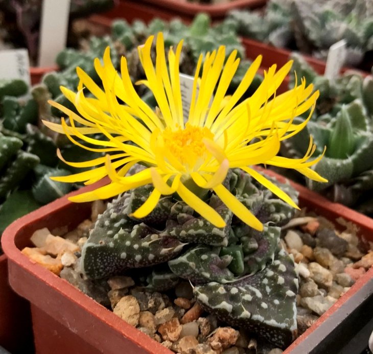 faucaria tuberculosa.jpg