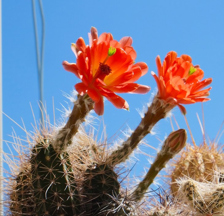 Echinocereus scheeri