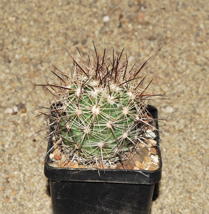 DSC_8921.JPG