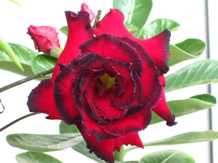 &quot;Hassade Red&quot;