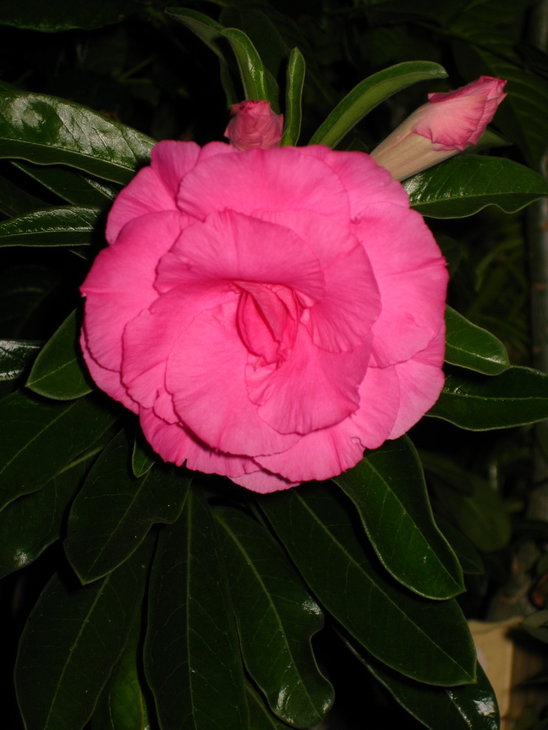 1IMG_0374.jpg
