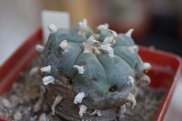 Lophophora williamsii, июль 2015
