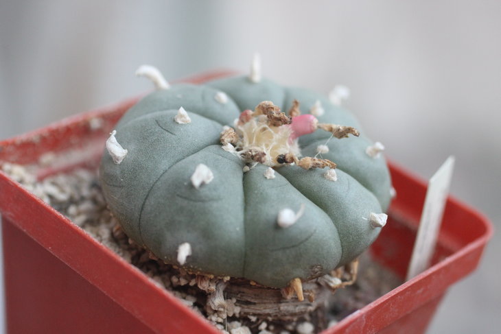 Lophophora williamsii, сентябрь 2016